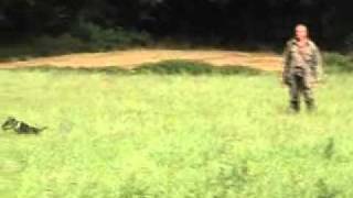 Tesca Vom Hunstruk Ispit Poslje Pucnja