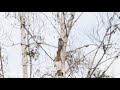 Pygmy owl in winter. Bialowieza forest