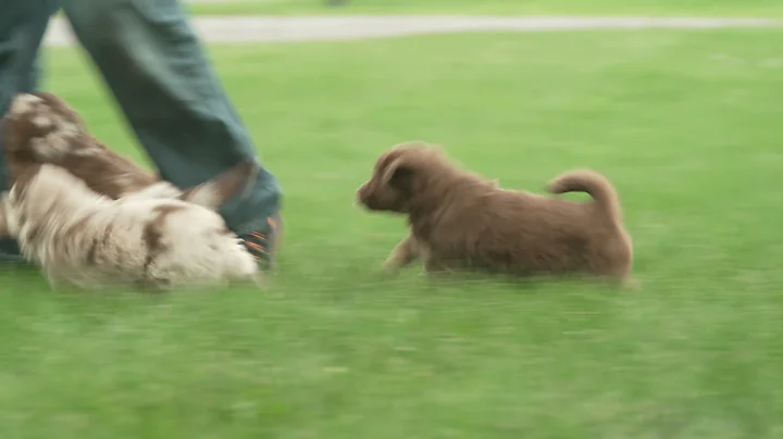 Jacob Hershberger's Mini Aussie Puppies