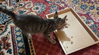 This rescued kitten is full, but he loves this food by Cats Kingdom 449 views 10 months ago 10 minutes, 4 seconds