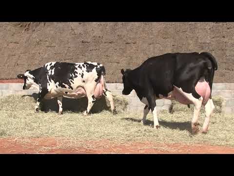 LOTE 14   15  34   LIQUIDAÇÃO FAZENDA CURRAL VELHO