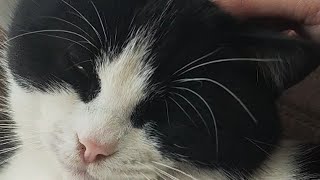 邻居家的猫咪3