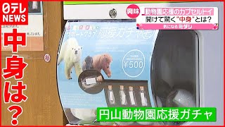 【カプセルトイ】「円山動物園応援ガチャ」が登場