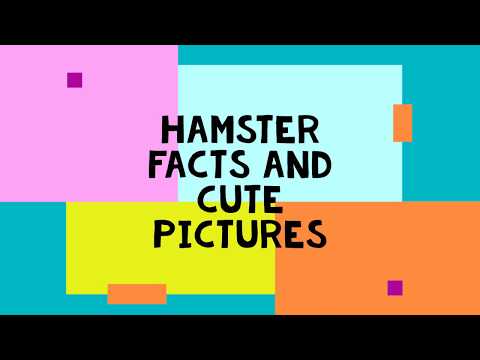 fun-facts-about-hamsters