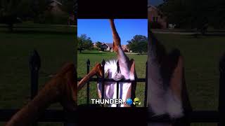 I was lighting before the thunder PART-2#funny #helpmemakethismakesense #memes #imaginedragons