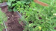Gary Pilarchik (The Rusted Garden) - YouTube