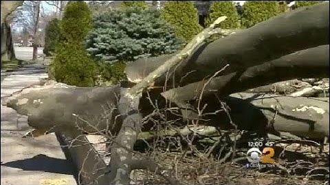 Dangerous Winds Knock Down Trees, Power Lines