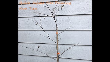 Quick Guide To Pruning Jujube Tree PNW Gardening