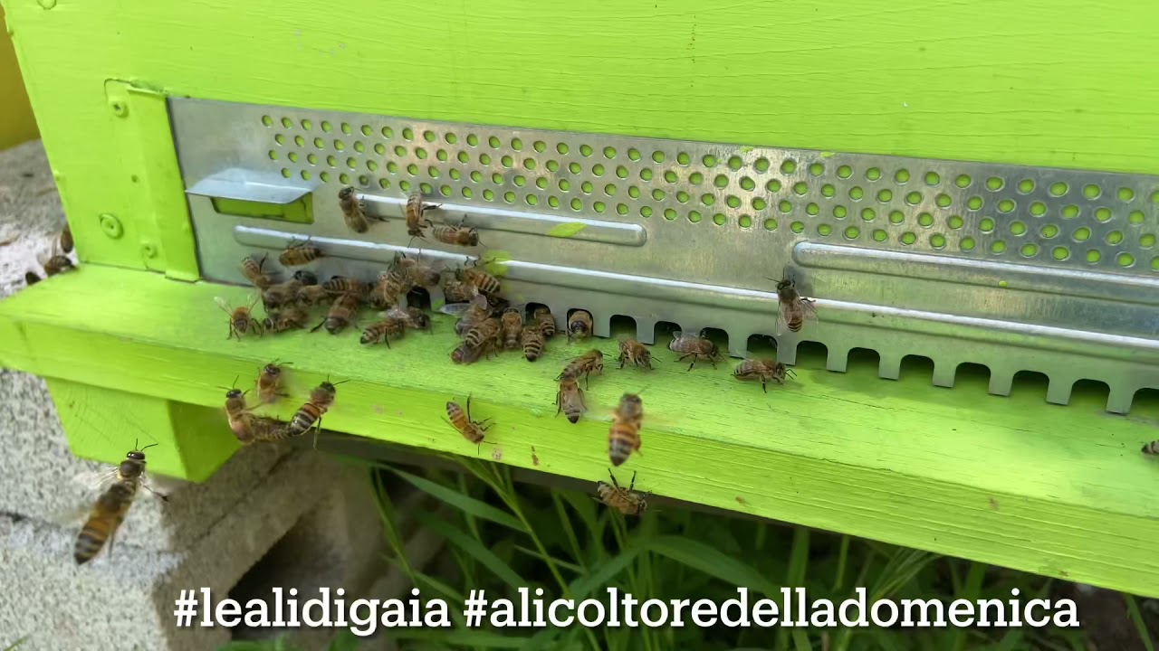 Famiglia fucaiola - Tentativi per salvarla