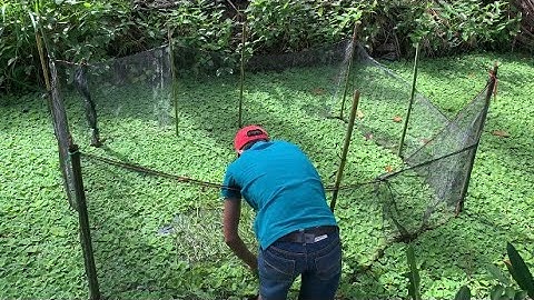 Giao Ốc Bươu Đen Giống Cho Khách Hàng Ở Vũng Liêm-Vĩnh Long | Liệt Vlog