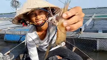 Câu Tôm Câu Cá Đụng Phải Bầy Cá Tra Và Cá Trê Dính Cá Chép Khủng 2 kg 3 Phần 1 # SĂN BẮT ĐỒNG THÁP #