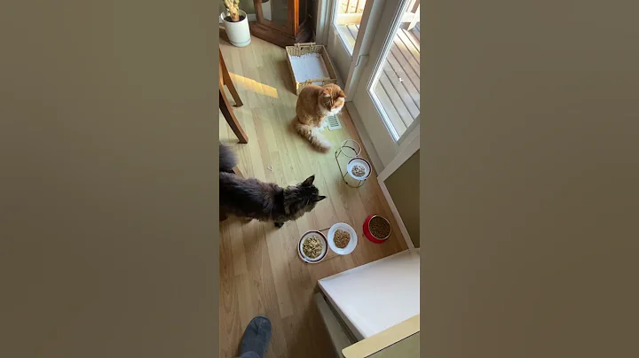 Video 11349721: maine coon, feeding
