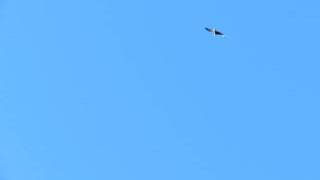 NBG Eagle Flyover at Eagle Tribute Plaza Dedication Ceremony screenshot 5