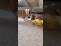 Baby Loses Tug-of-War to Adorable Corgi Puppies 🕊️🤍 #Shorts