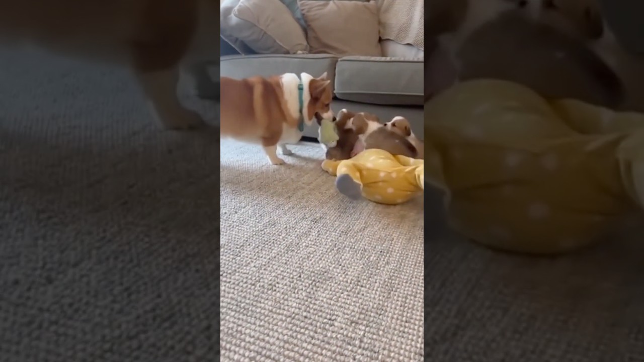 Baby Loses Tug-of-War to Adorable Corgi Puppies 🕊️🤍 #Shorts
