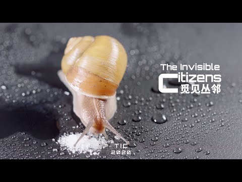 往蜗牛身上撒盐真的会化成水么|觅见丛邻The Invisible Citizens