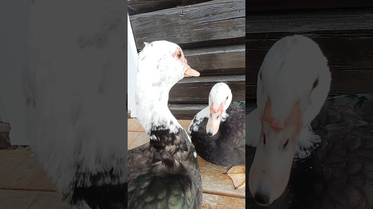 Nelli and Dolly🤣🤣 Sound UP! 