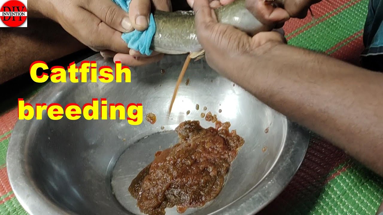 Catfish Production Method / fish breeding /' Diy Invention YouTube