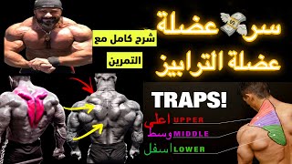 عضلة الترابيز ومشاكلها طريقة التمرين الصحيحة وهل هية كبيرة ام صغيرة ؟ 🤔