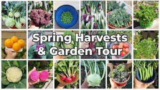 The California Garden - Spring Harvests, March 2021 Garden Tour, Gardening Tips \& More!
