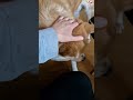 Coldplay Sparks edit Dog Love edit #doglove #doglover #funnydogs #funnyvideos #sparks #akitainu #fyp