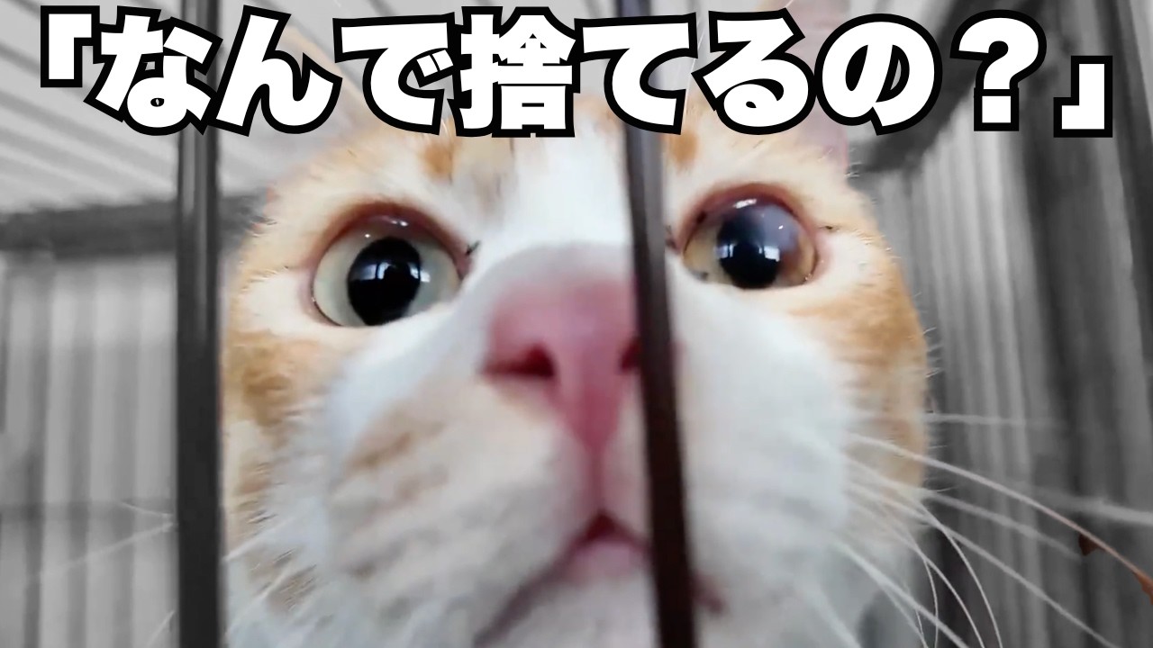 【12匹の命を救え！】飼い主急逝で家から閉め出され放置されたニャンコたち…長崎で起こった多頭飼育崩壊の先にあったのは保護猫たちで繋がる奇跡の物語でした。