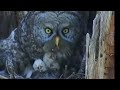 THE GREAT GRAY OWL FAMILY - NESTING TO FLEDGLING.  BREATHTAKING MAGIC.   DEEP RELAXATION.