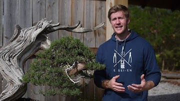 Pruning Bonsai - decision making process