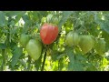 🍅 томат-сорт Знаменитая клубника МИСиС Ш👍лаубаух