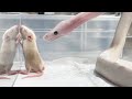 【貴重映像】白ヘビがネズミを「ガブリ!」捕食シーン