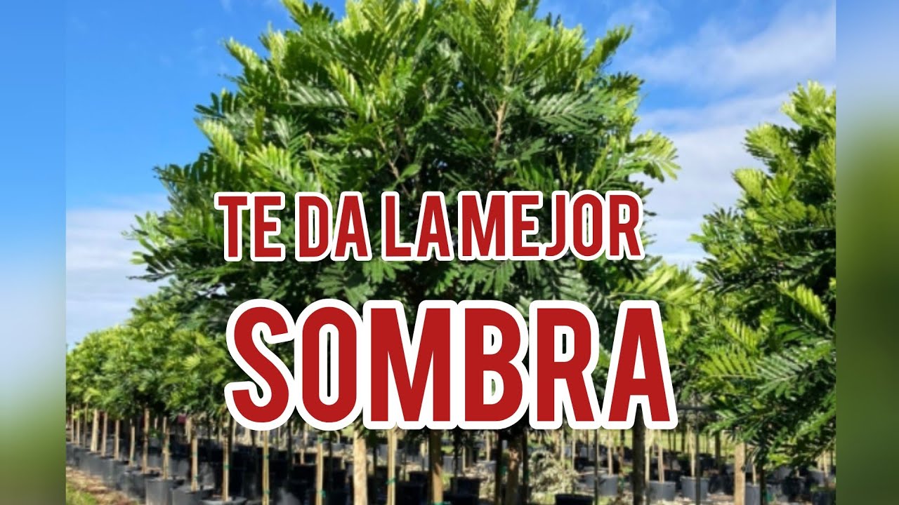 JAPANESE FERN TREE (EL MEJOR ARBOL QUE DA LA MEJOR SOBRA)