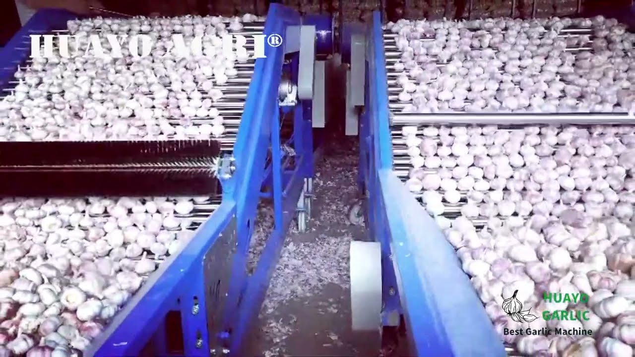 6-8 t/h Garlic Bulb Grading Sizing Machine for Commercial Garlic Farm