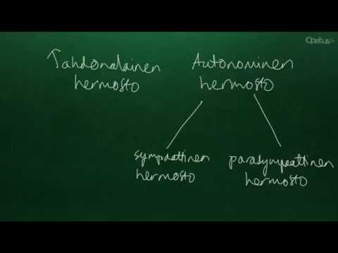 Video: Mikä On Autonominen Hermosto
