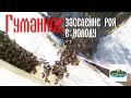 &quot;Безстряхивая&quot; система заселения колоды роем.