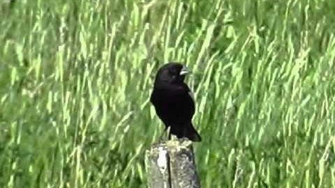 Lark Bunting June 20/13