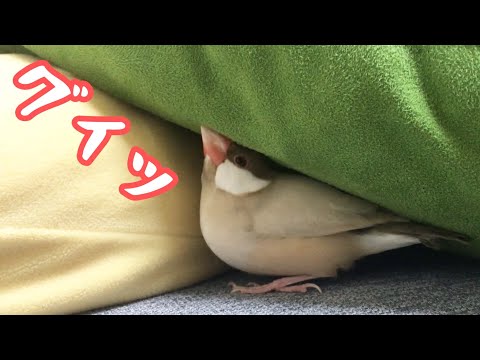 狭いところに頭を突っ込みたがる文鳥こむぎ　癒し動物　面白い動物　Java sparrow