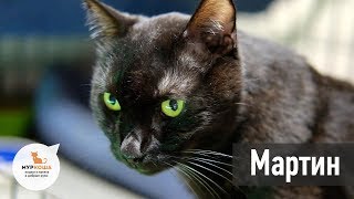 Кот Мартин (уже дома) - приют Кот Мартин (уже дома) - приют