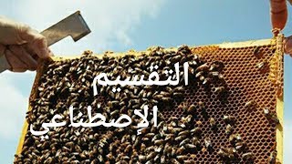 التقسيم الإصطناعي للنحل bee division