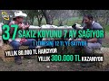 37 Sakız Koyunla Yıllık 300.000 TL Kazanıyor! - Küçükbaş Dünyası