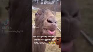 Download Lagu Kambing ketawa 😃 MP3