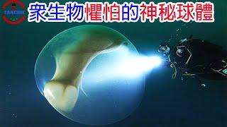 [生物放大鏡]挪威深海發現眾生物不敢靠近的'巨型球體' | 數十年未被破解的謎團 | 令科學家傻眼的答案