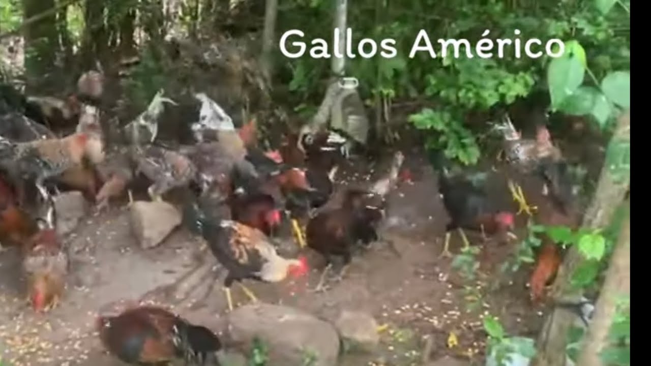 96 pollos en los macheros … 10,000 suscriptores se unen a Gallos Américo . Wilson Peña enseñando