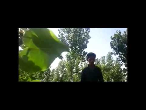 Suraj Kamal Video Rim Jhim Mp4