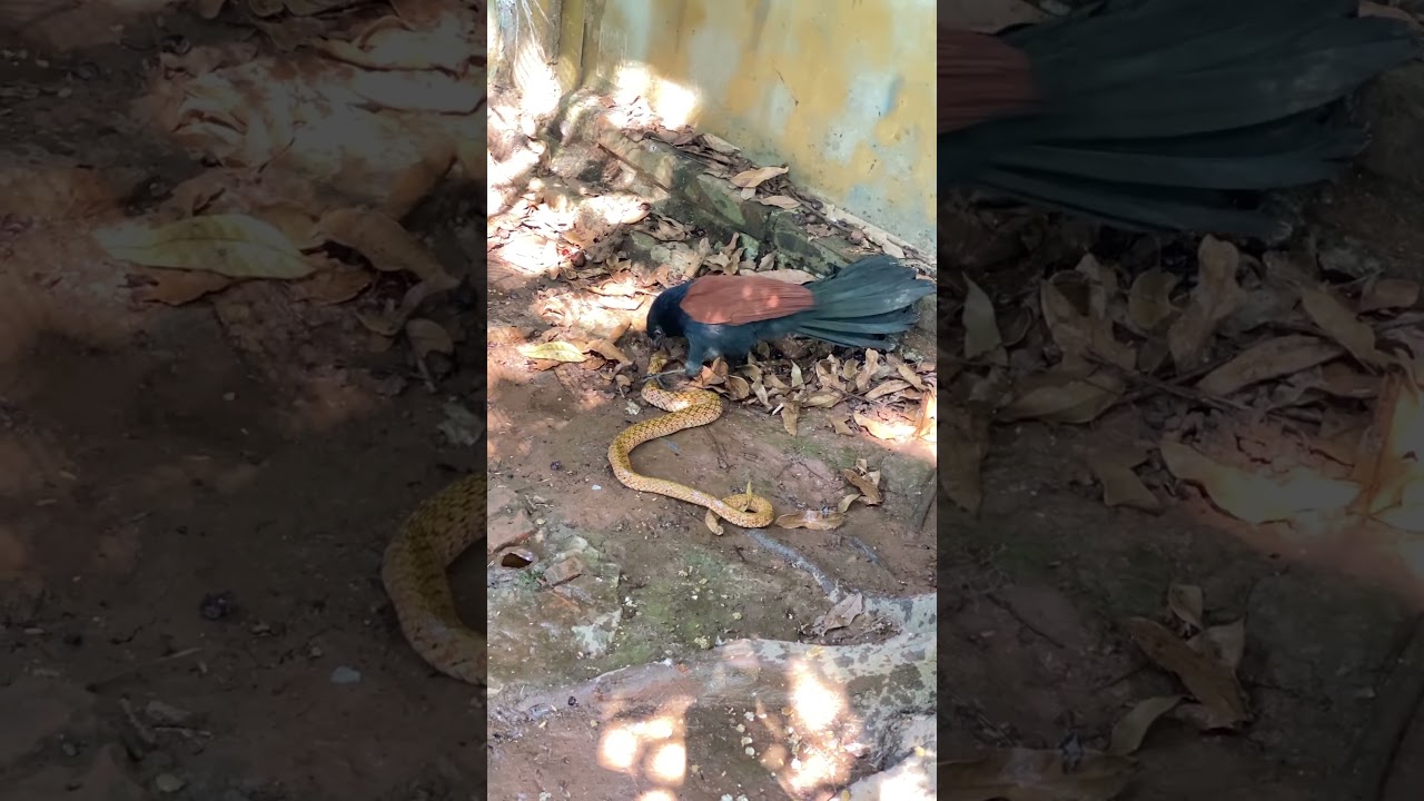 ヒナを狙うヘビ 母フクロウの一撃で腹を貫かれる