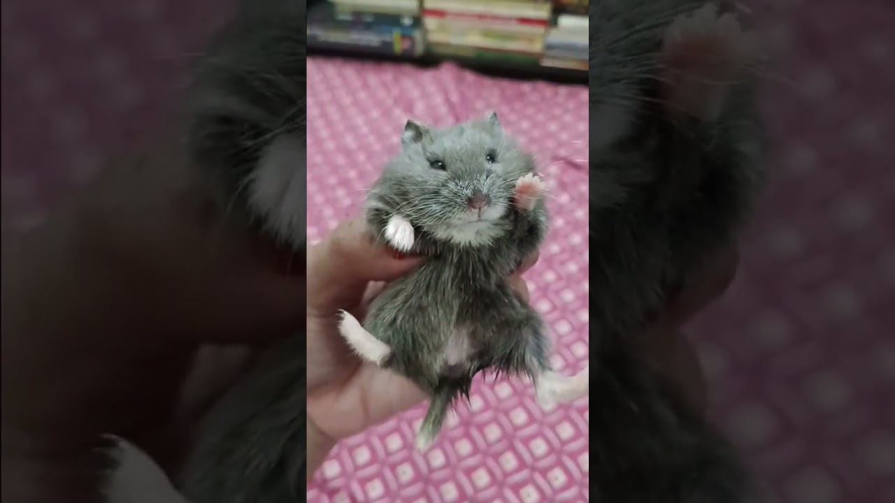 Russian Dwarf Hamster 6 Weeks