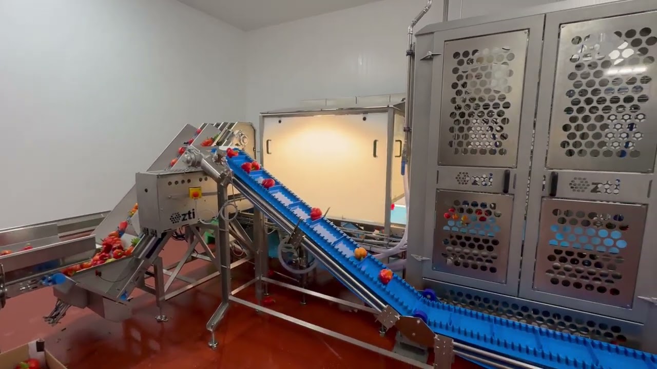 Bell Pepper line @work