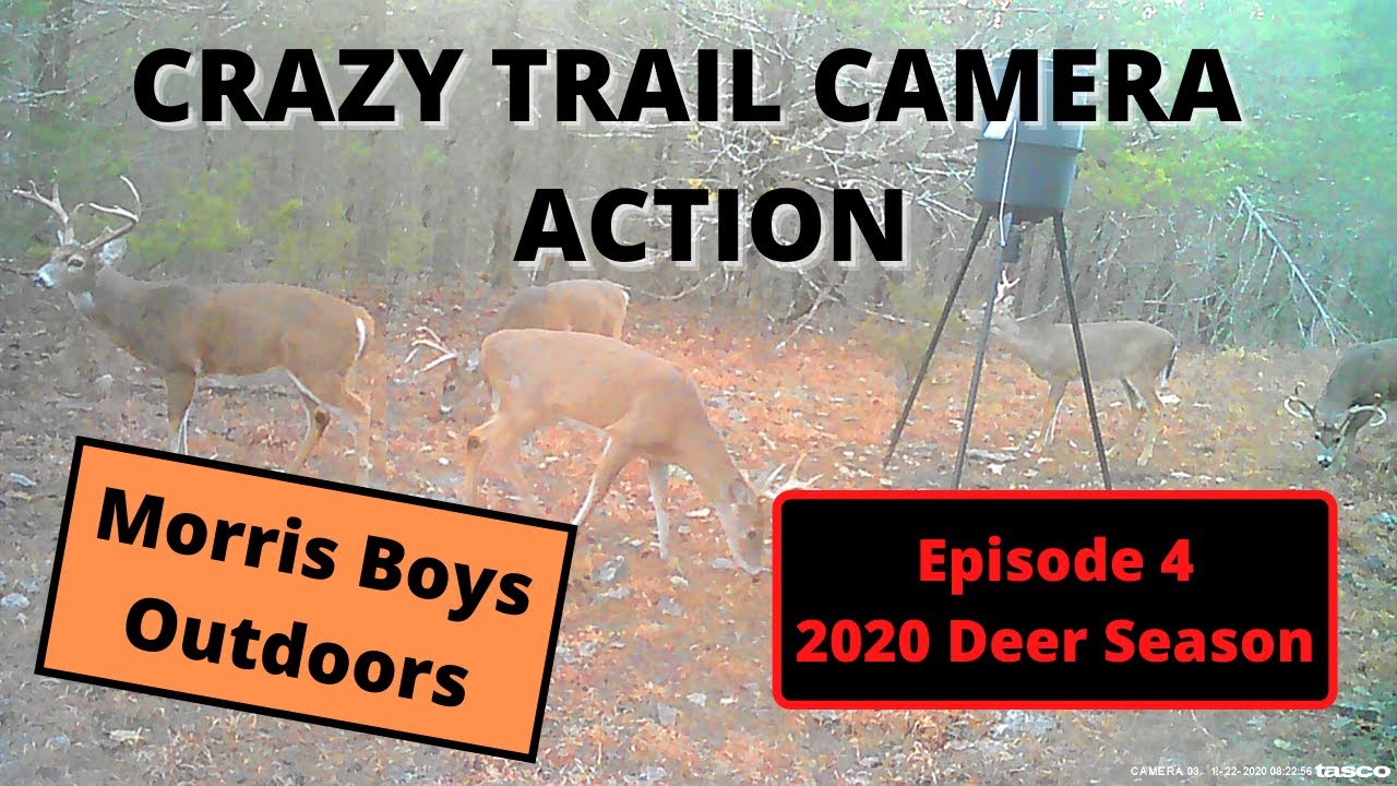 YOUTH HUNT!!! Day 1 TRAIL CAM CHECK. DEER EVERYWHERE!!!!! YouTube