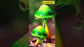 Top 5 of the most poisonous mushrooms in the world 😱😱 #top #mushroom #poison #shorts #short #viral screenshot 4