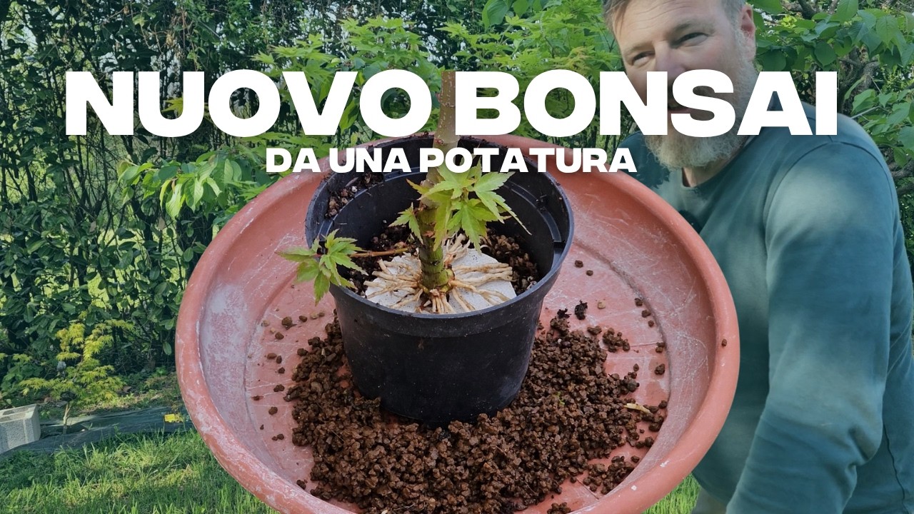 Bonsai Abmoosen: Perfektes Nebari von Anfang an Aufbauen