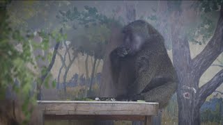 Idaho Gives: Zoo Boise campaigns for animal commissary